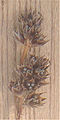 Feld-Hainsimse (Luzula campestris) mit Kapselfrüchten