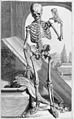 Illustration des menschlichen Skeletts