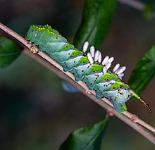 Hornworm with parasitic wasp cocoons