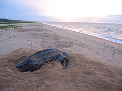 Turtle on the beach of Galibi