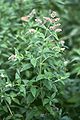 Ross-Minze (Mentha longifolia)