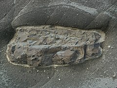 Konkretion - ein marines Fossil