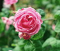 ‘Bullata’, Rosa centifolia, vor 1799