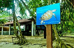 Turtle conservation project