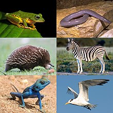 a collage of six images of tetrapod animals. clockwise from top left: Mercurana myristicapaulstris, a shrub frog; Dermophis mexicanus, a legless amphibian looking like a naked snake; Equus quagga, a plains zebra; Sterna maxima, a tern (seabird); Pseudotrapelus sinaitus, a Sinai agama; Tachyglossus aculeatus, a spiny anteater