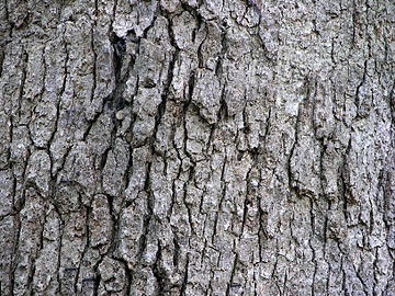 Bark on a large trunk