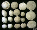 Foraminifera of Pag Island, Adriatic Sea -60 m, field width 5.5 mm