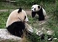 Großer Panda (Ailuropoda melanoleuca)