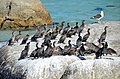 Cape cormorants at Boulders Beach, South Africa
