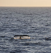 Humpback whales are a common sight in the Drake Passage