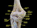 Elbow joint - deep dissection (anterior view, human cadaver)