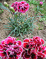 Double-flowered carnations