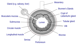 General structure of the gut wall. Brunner's glands are not found in the ileum, but are a distinctive feature of the duodenum.
