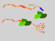 IFIT proteins binding to double-stranded triphosphate RNA and degrading the RNA