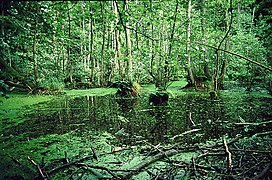 Black alder swamp