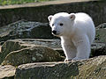 19. März: Knut (2007)