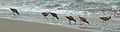 Marbled godwits feeding, Point Reyes National Seashore, California