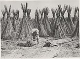 Drying macerated hemp stalks in Frattamaggiore in 1930.