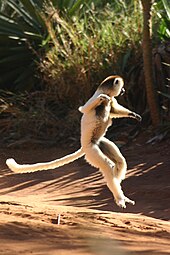 An upright Coquerel's sifaka hops sideways with its arms at chest height.