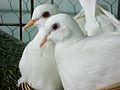 A close-up of a pair of white Barbary doves