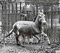 A galloping wild ass in Vienna Zoo, 1915. The local subspecies is now extinct.[10]