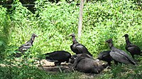 Six vultures on a wild hog carcass in Florida