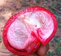 Ripe Kokum fruit