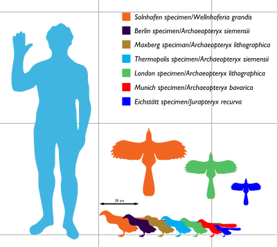 Archaeopteryx sizes ranging between about 25 and 50 cm long and between 25 and 60 cm in wingspan