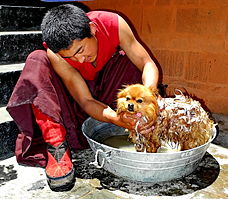 Tibetan pet having a bath