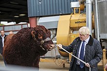 Boris Johnson pulling a cow.