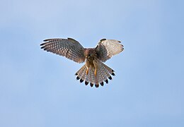 Weiblicher oder diesjähriger Turmfalke im Rüttelflug, Flügel und Schwanz sind maximal aufgefächert