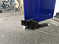 Felix, the famous station cat of Huddersfield