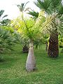 Hyophorbe lagenicaulis is known as the "bottle palm" as it trunks swells from near the base, into a bottle shape.