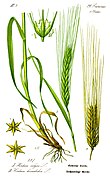 H. vulgare (Barley)