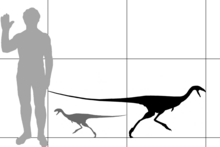 Diagram comparing the size of Limusaurus to a human