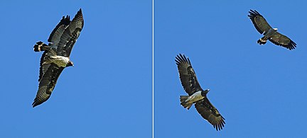 Adult soaring alongside a martial eagle (Polemaetus bellicosus), Zimbabwe