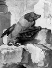 A black and white illustration of a flying fox from the back with its face in profile. It has a contrasting mantle of lighter fur on the back of its neck.