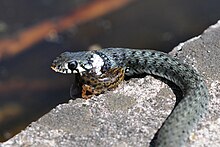 Close-up view of snake eating a newt