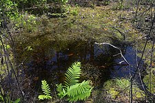 Sphagnum bogs or "acid bogs" with pH levels as low as 4.5 occur in the region. Big Thicket National Preserve, Turkey Creek Unit, Tyler Co. Texas; 1 May 2020