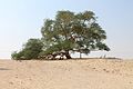 Image 29The Tree of Life, a 9.75 meter high Prosopis cineraria tree that is over 400 years old (from Bahrain)