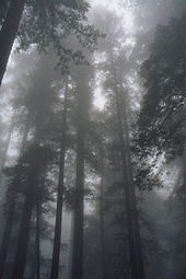 Trees in a forest obscured by fog