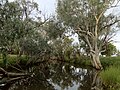 Many river red gums on the banks of the Barcoo River, south-west Queensland.