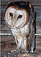 Barn owl, heavily spotted