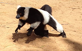 Black-and-white ruffed lemur at Lemurs' Park