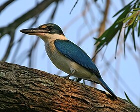 Mangrove kingfishers are found particularly in mangrove zones