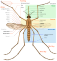 Anatomy of an adult mosquito