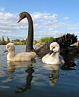 Parent with cygnets in Australia