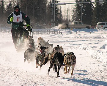 Dogsled racing in Alaska