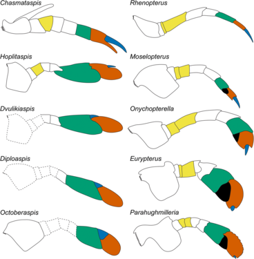 Comparison of appendage VI between chasmataspidids (left) and eurypterids (right).