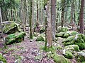 Felsenmeer im Bannwald Untereck mit Fichten-Blockwald
